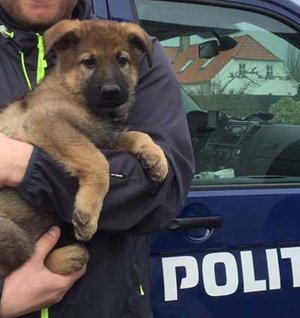 Team Aixa Kovo godkendt tjenestehund ved Politiet