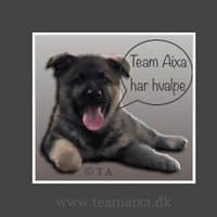Team Aixa schæferhvalpe er til salg efter bedste schæferhunde eft brugslinjer