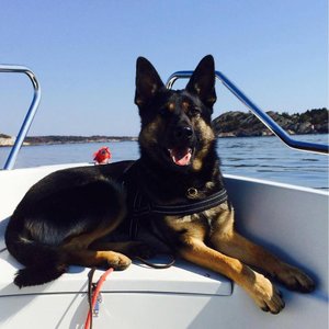 Team Aixa Chako godkendt patruljehund ved Norsk Politi